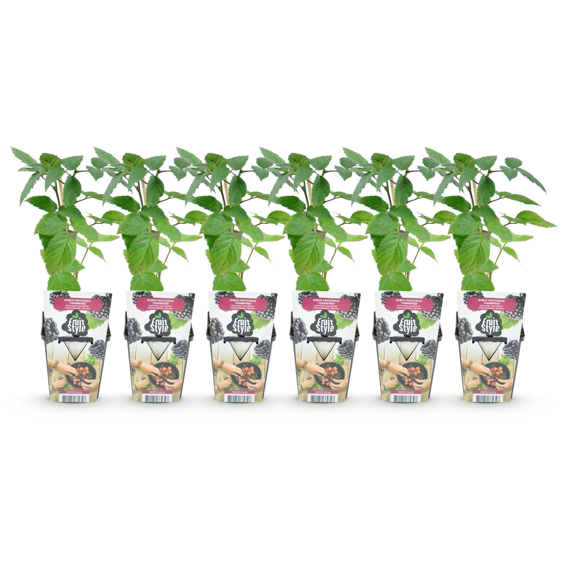 Ronce sans épines (Rubus Thornfree) en pots de 9cm, avec feuilles vertes, alignées sur fond blanc, prêtes à être plantées.
