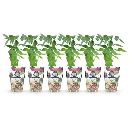 Ronce sans épines (Rubus Thornfree) en pots de 9cm, avec feuilles vertes, alignées sur fond blanc, prêtes à être plantées.