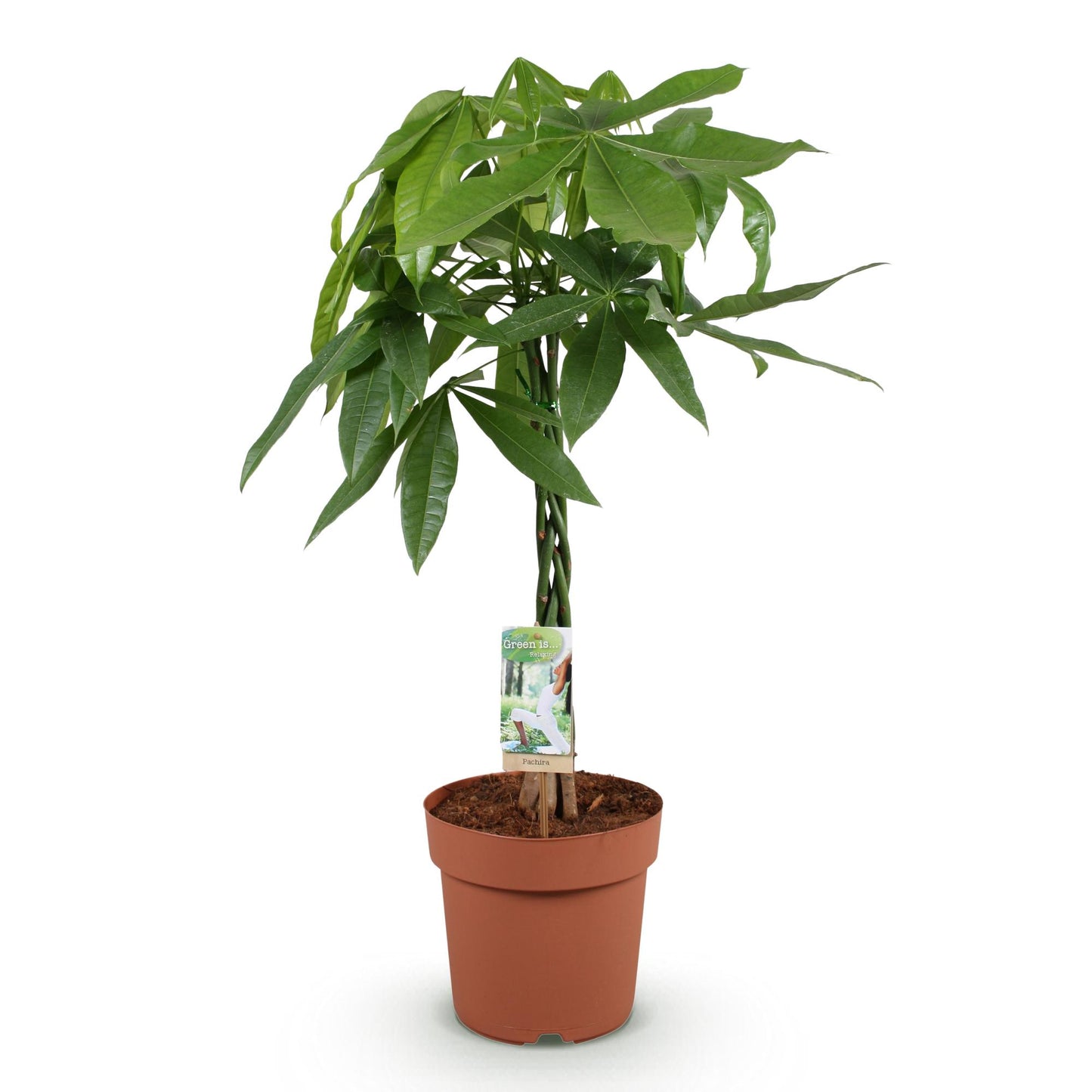Plantes d'intérieur - Pachira Aquatica tige tressée - Arbre à argent - Peu d'entretien - Vert - 1 Plante - Pot 21cm - Hauteur 80-90cm