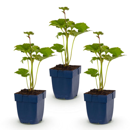 Anémone d'automne Kön. Charlotte. Trois jeunes plants en pot bleu avec leurs feuilles vertes sur fond blanc, prêts à être plantés.