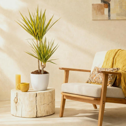 Plantes d'intérieur - Dracaena Sunray - Arbre à dragon - Peu d'entretien - Vert - jaune - 1 Plante - avec Potter Blanc - Pot 21cm - Hauteur 90-100cm