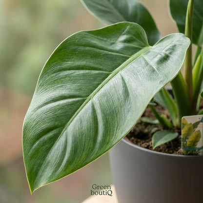 Plante d'intérieur - Philodendron - Philodendron Imperial Green - Vert - Entretien facile - 1 Plante - avec Potter Gris - Pot 19cm - Hauteur 65cm