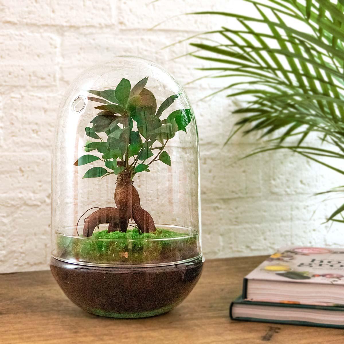 Kit terrarium bonsaï Ficus Ginseng en forme d'œuf, bocal en verre Ø 17,5 cm hauteur 30 cm