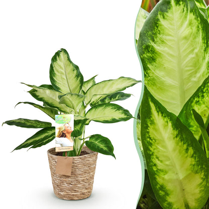 Dieffenbachia Camilla plante d'intérieur en pot 17cm avec cache-pot panier tressé, feuillage ivoire et vert