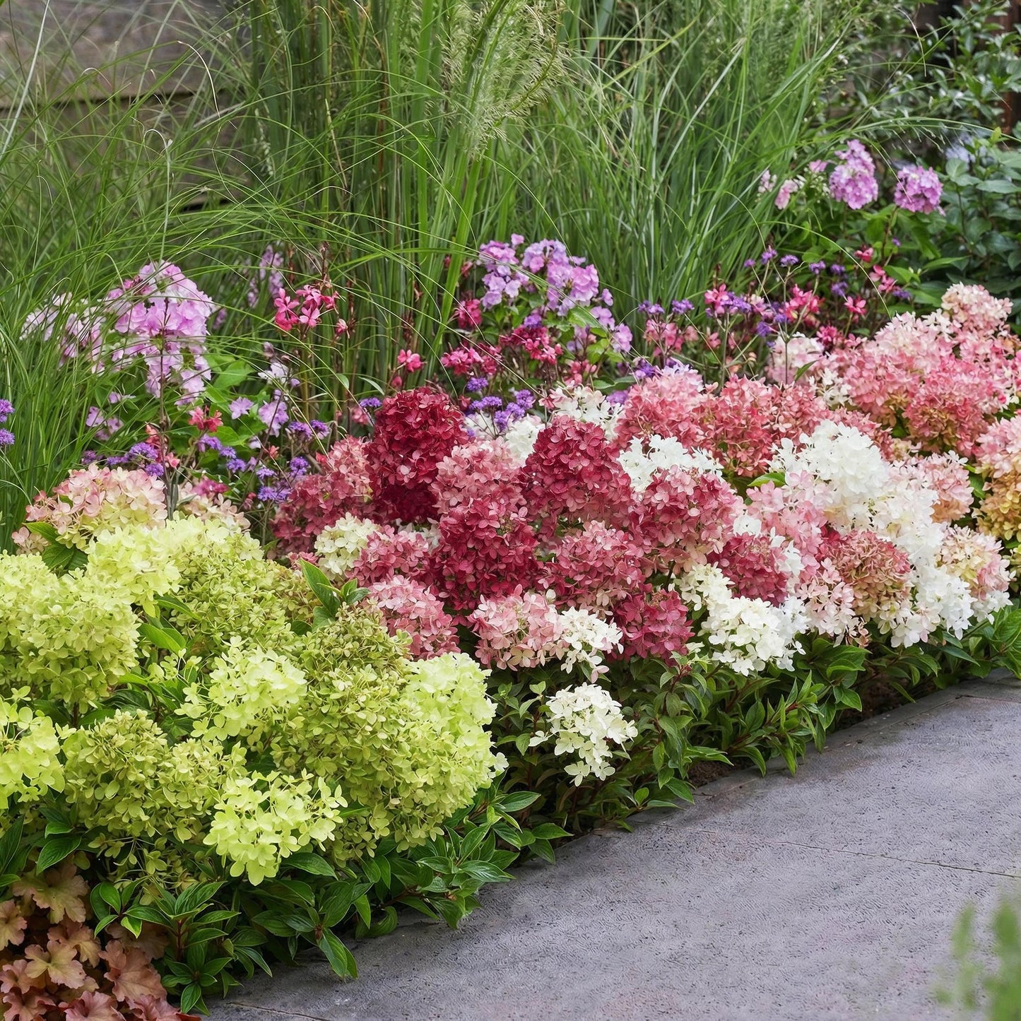 Hydrangea paniculata Groundbreaker Blush : une bordure de jardin luxuriante avec des hortensias aux teintes variées, du vert clair au rose f