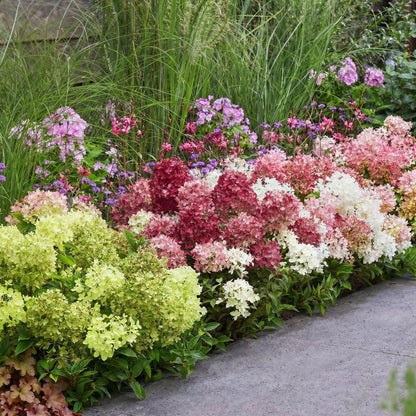 Hydrangea paniculata Groundbreaker Blush : une bordure de jardin luxuriante avec des hortensias aux teintes variées, du vert clair au rose f