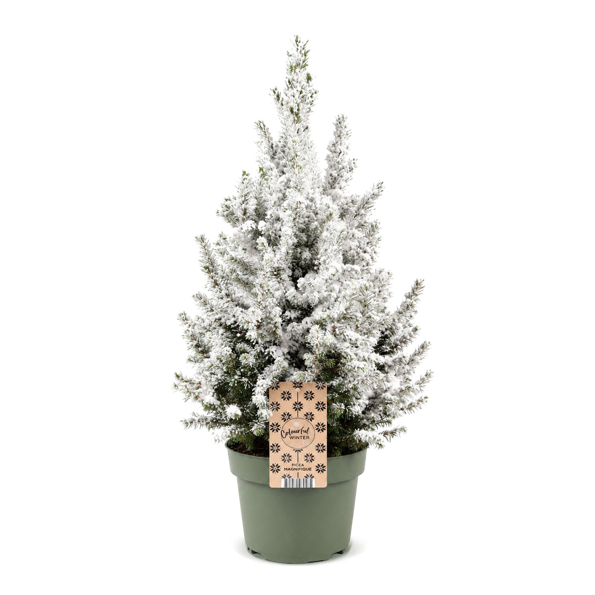 Épicéa 'Conica' enneigé 1 sapin en pot de 19 cm