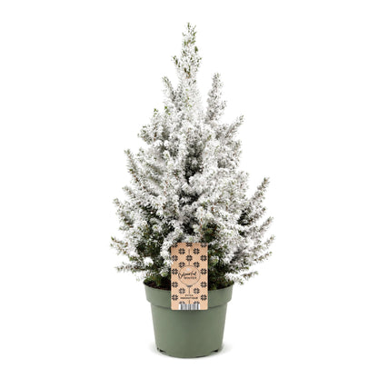 Épicéa 'Conica' enneigé 1 sapin en pot de 19 cm