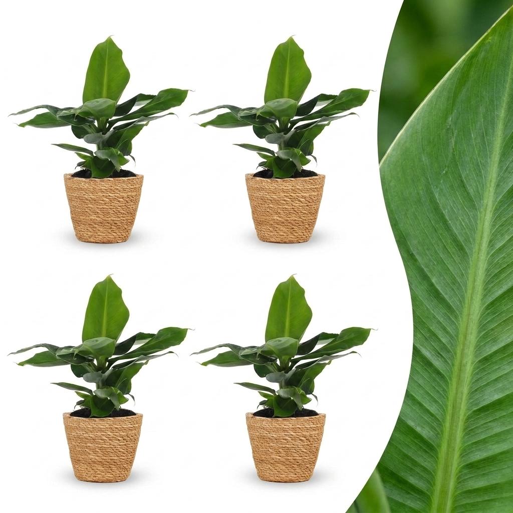Quatre Musa Oriental Dwarf avec leurs grandes feuilles vertes sont présentés dans des cache-pots Panier en fibres naturelles