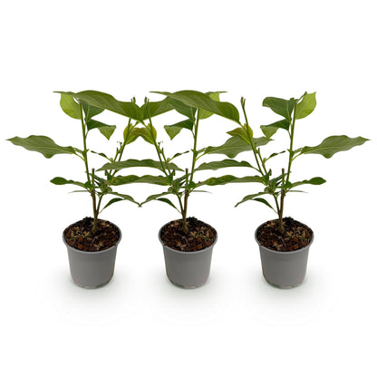 Magnolia grandiflora : trois jeunes plants en pot gris, avec feuilles vertes luisantes, alignés sur un fond blanc pur.