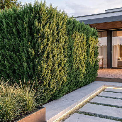 Cyprès de Leyland forme une haie dense et haute, délimitant un jardin moderne avec terrasse en bois, pas japonais et éclairage LED.