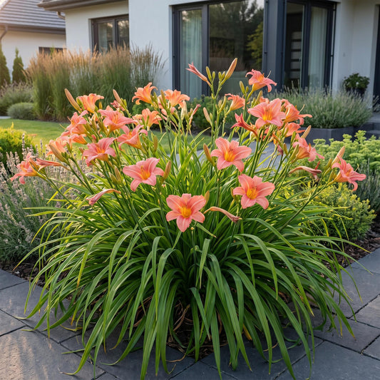 Hémérocalle 'Pink Damask' au jardin, Hemerocallis