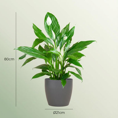 Spathiphyllum avec Potter gris - 80cm - Ø21