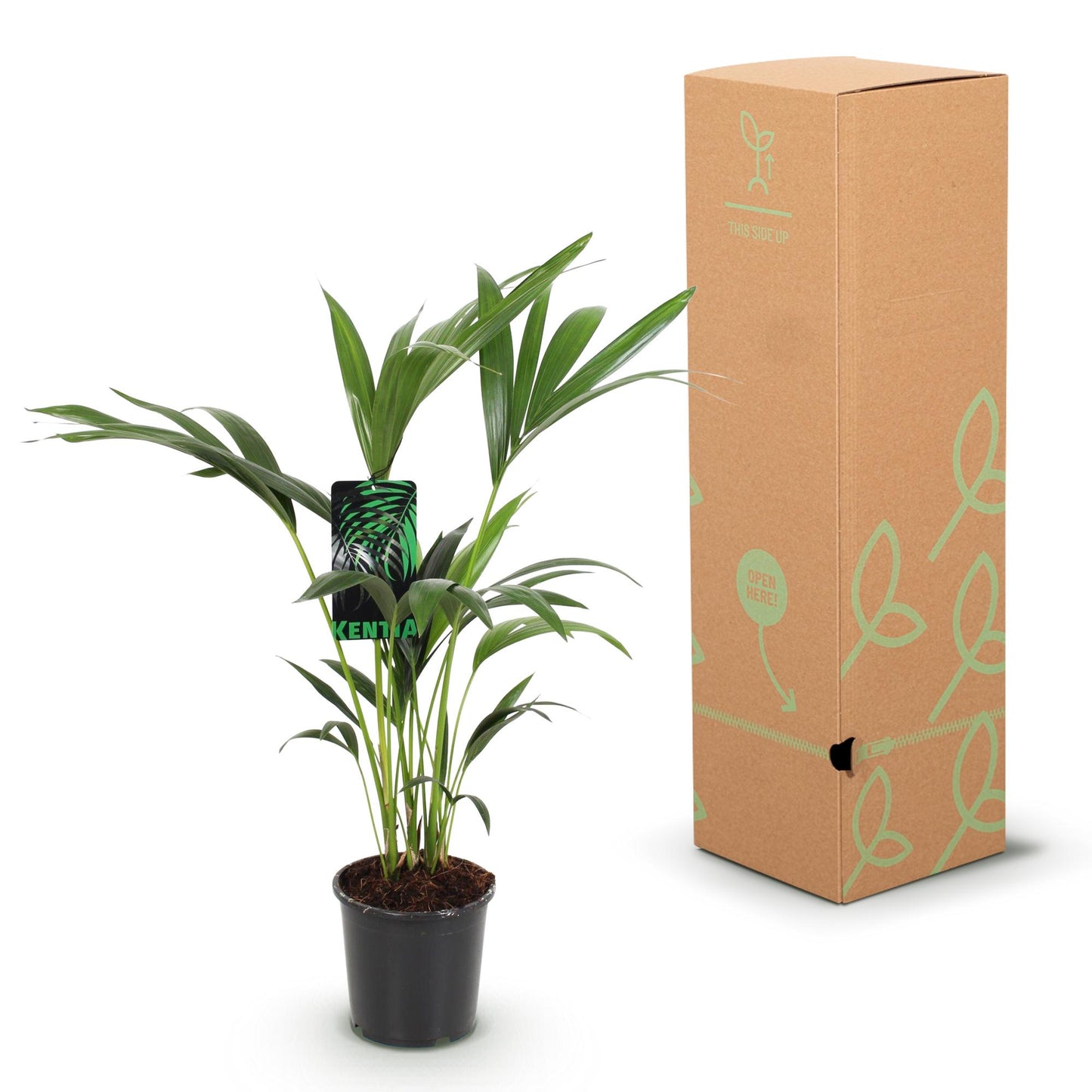 Plante d'intérieur - Howea Forsteriana - Palmier Kentia - Peu d'entretien - Vert - 1 plante - Pot 17cm - Hauteur 70-75cm