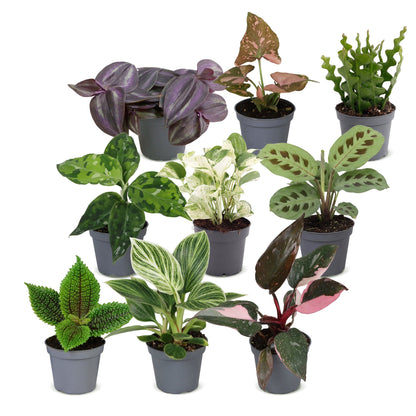 Box surprise plantes en pot de 6 cm, 9 plantes, sans cache-pot