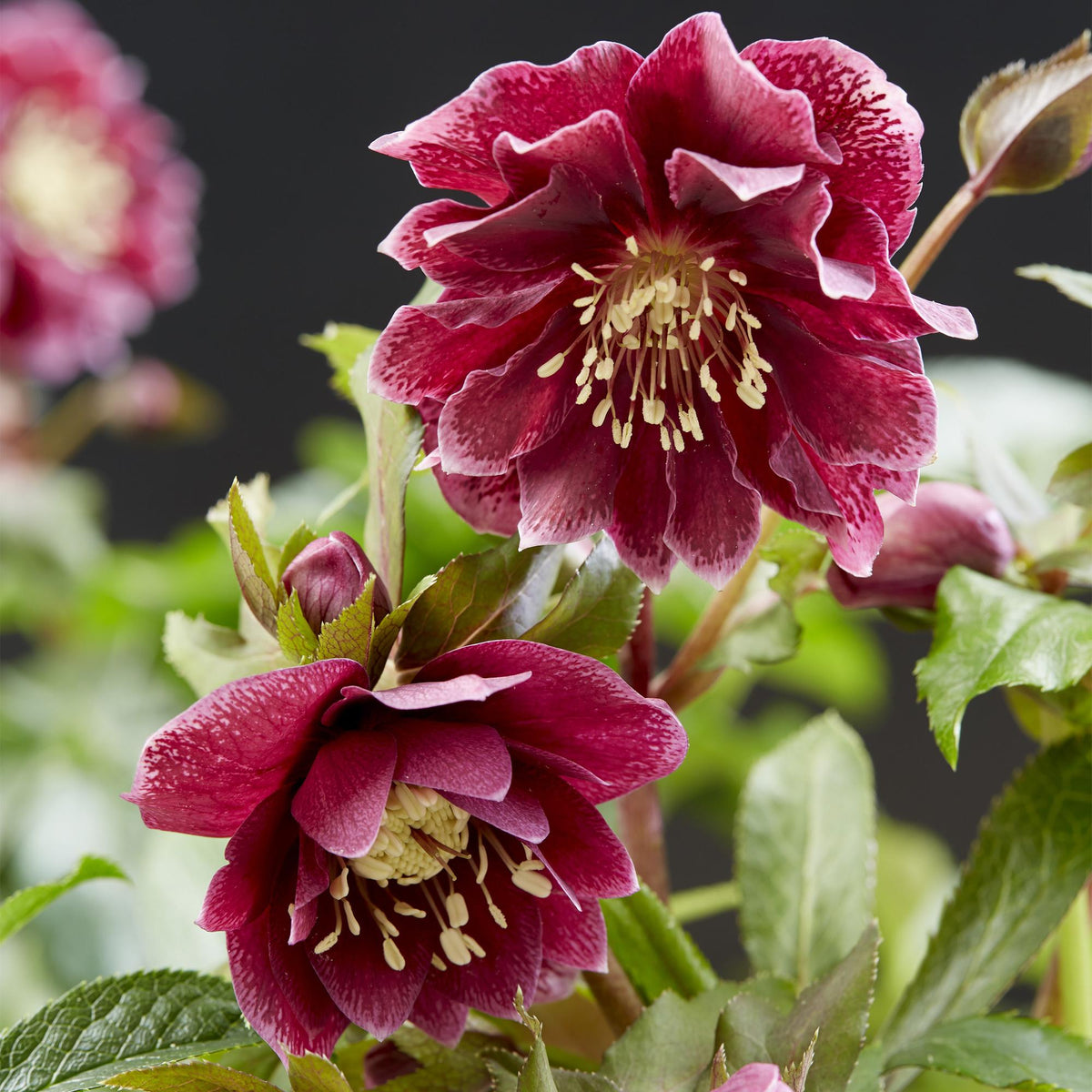 Rose de Carême Helleborus orientalis 'Double Ellen Red' en pot de 14 cm, fleurs doubles rouge bordeaux