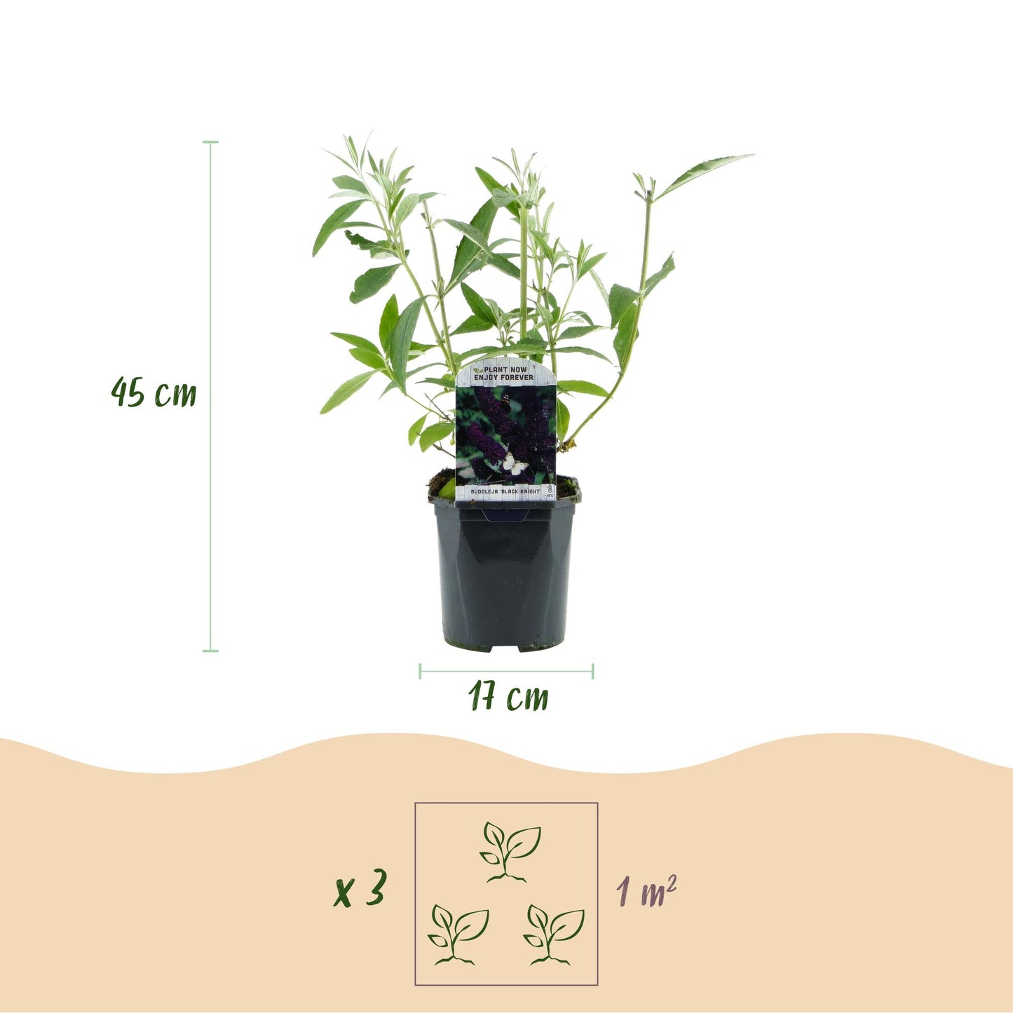 Buddleja davidii Black Night, arbre aux papillons en pot : dimensions (45 cm de hauteur, pot de 17 cm) et espacement (3 plants pour 1 m²).