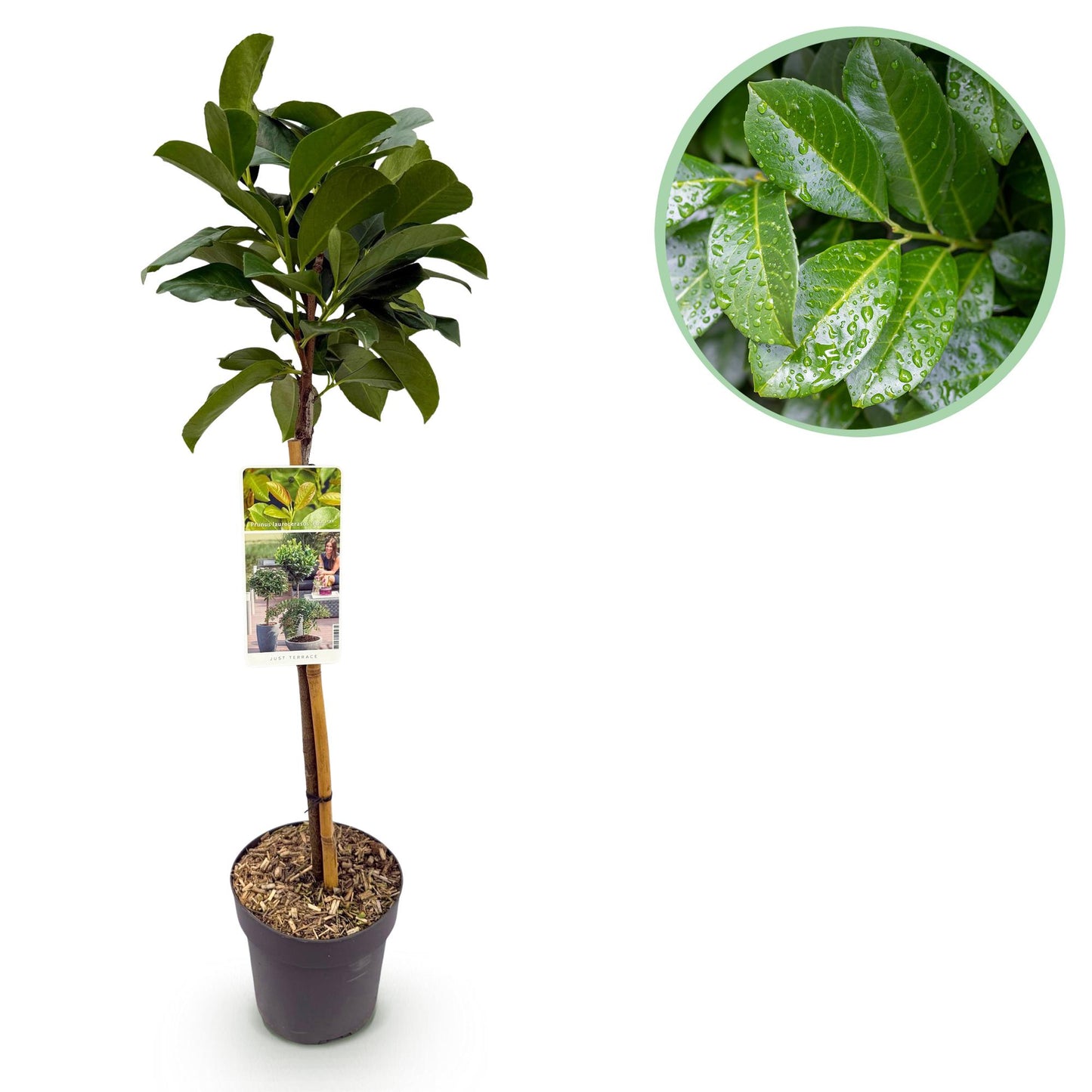 Prunus laurocerasus Etna®. Un jeune plant en pot sur tige et un gros plan du feuillage vert persistant couvert de gouttes d'eau.