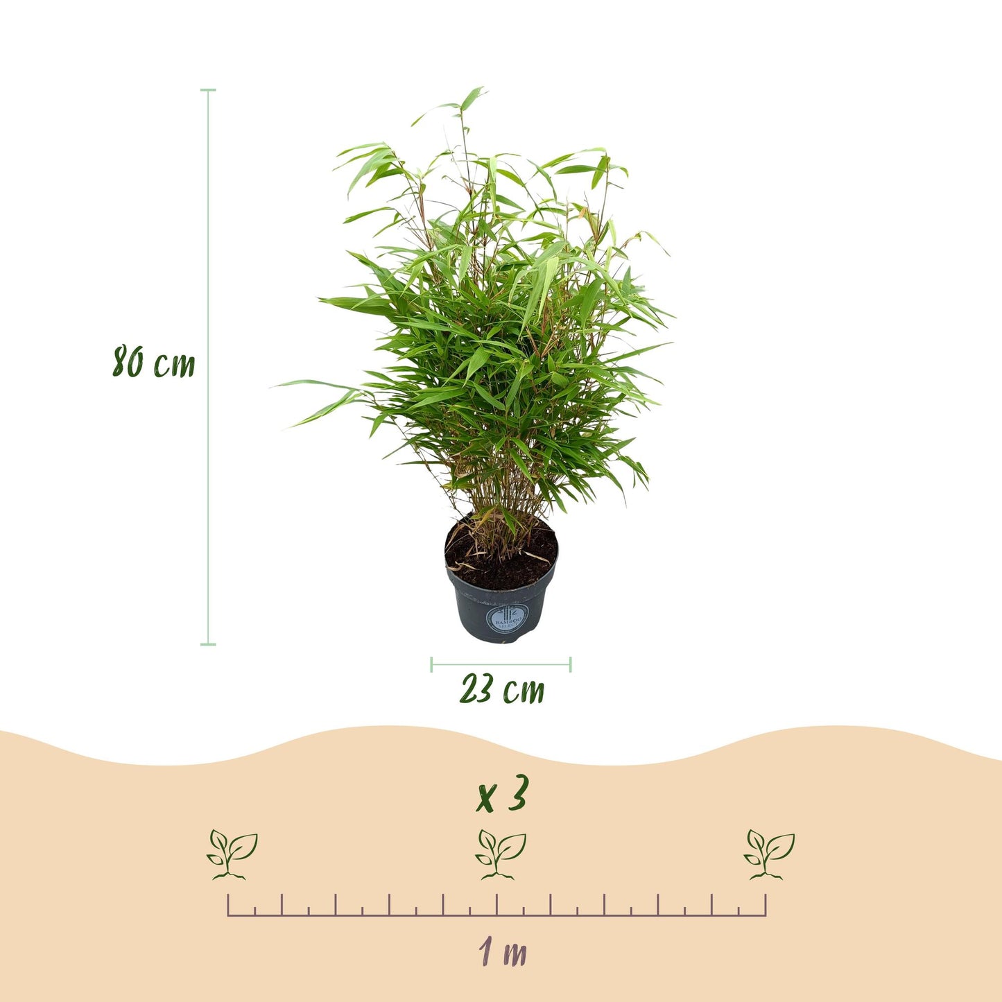 Bambou Fargesia Rufa : infographie montrant un plant en pot de 23cm, hauteur 80cm, avec espacement de 1m entre 3 plants pour une haie.