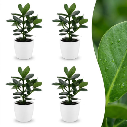 Quatre jeunes Clusia Princess avec des feuilles vert foncé brillantes, présentées dans des cache-pots blancs simples, avec un gros plan