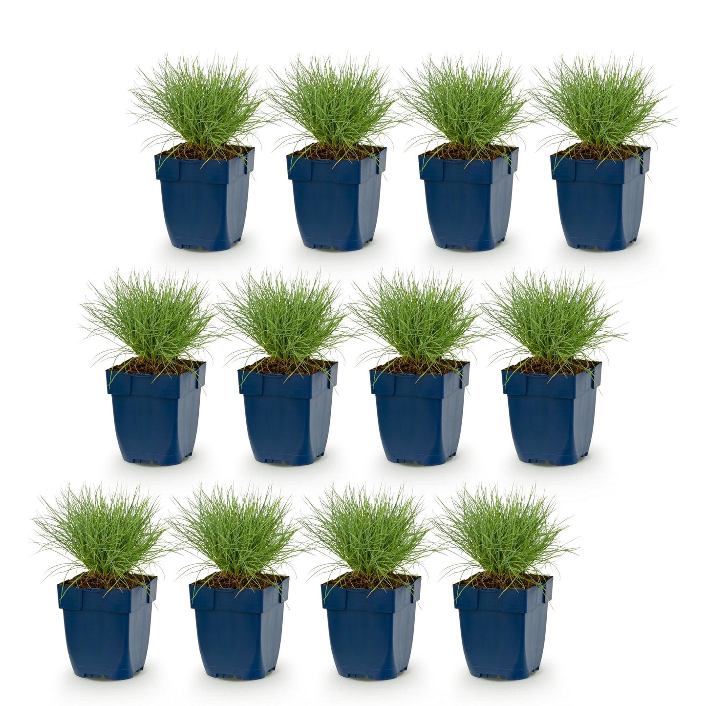 Festuca glauca - Herbe bleue. Lot de 12 plants en pots bleus, alignés sur un fond blanc. Feuillage fin, persistant, d'un vert bleuté.
