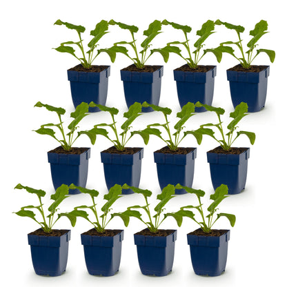 Echinacea purp. Magnus - Chapeau de soleil en pots bleus, jeunes plants vivaces alignés sur fond blanc pour un lot.