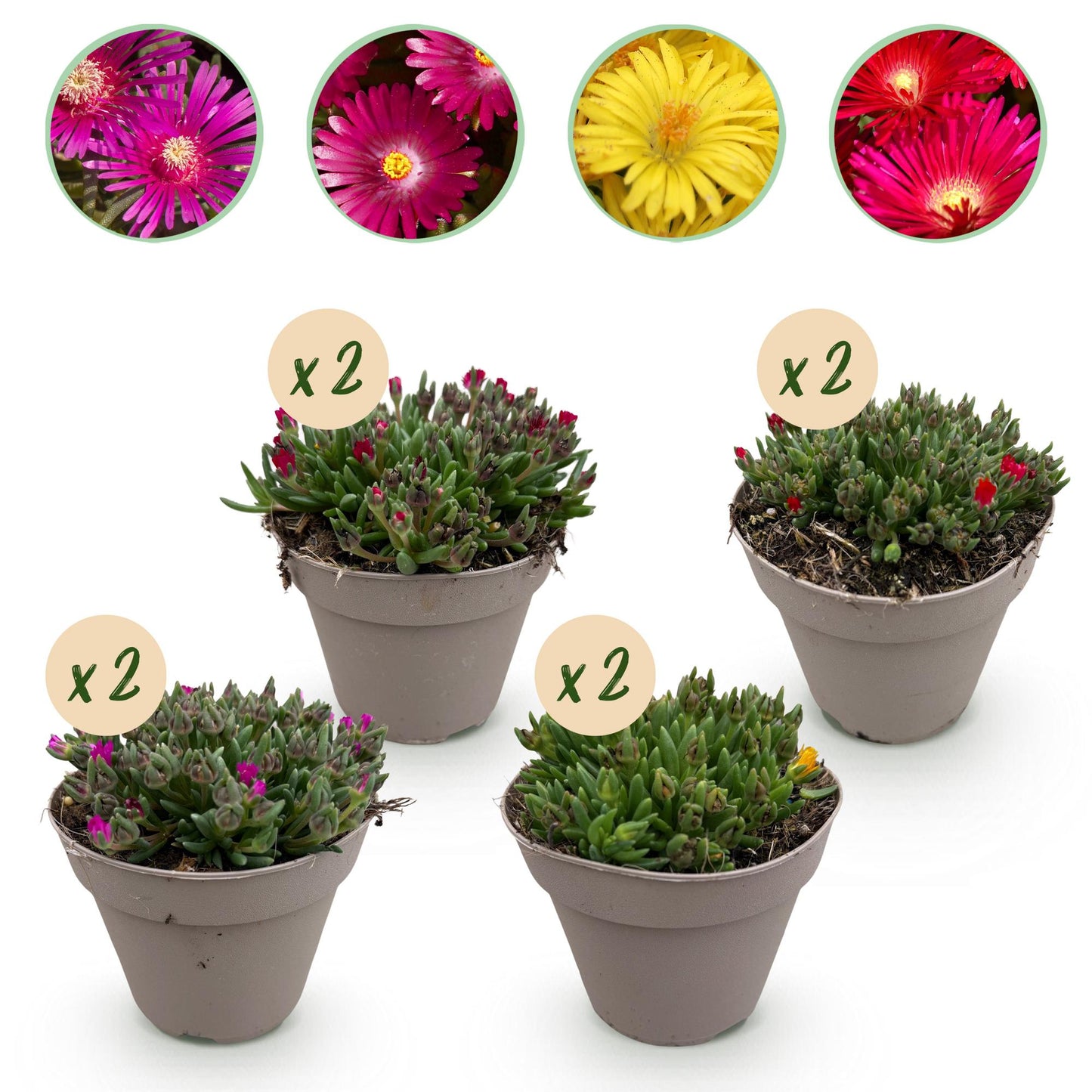 Delosperma. 4 plants en pot de 14cm sur fond blanc, chacun avec une pastille 'x2' et des cercles de différentes couleurs de fleurs au-dessus