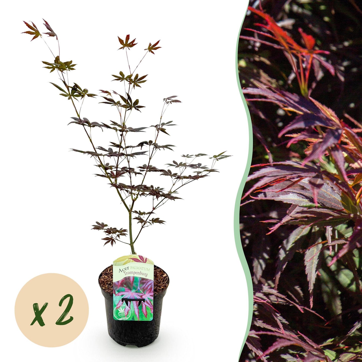 Érable du Japon 'Trompenburg' violet foncé, une plante en pot et un aperçu du feuillage, avec une bulle 'x2'.