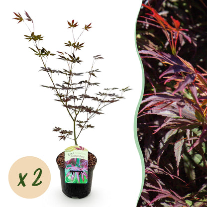Érable du Japon 'Trompenburg' violet foncé, une plante en pot et un aperçu du feuillage, avec une bulle 'x2'.