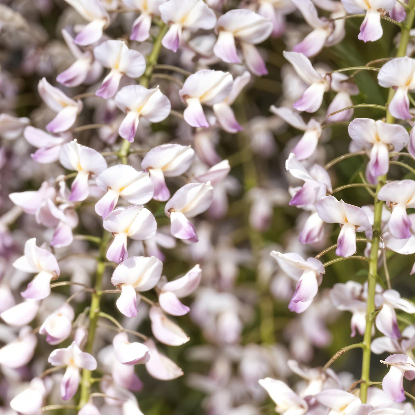 Glycine Wisteria floribunda Rosea avec des grappes de fleurs rose pâle et blanches en gros plan, dévoilant leurs délicats pétales.