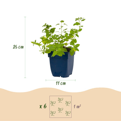 Nepeta faassenii 'Six Hills Giant'. Infographie montrant un plant en pot avec ses dimensions (25 cm de haut, pot de 11 cm) et l'espacement c