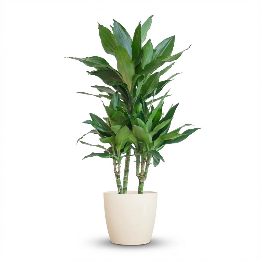Dracaena  Janet Lindt avec Potter blanc - 95cm - Ø21