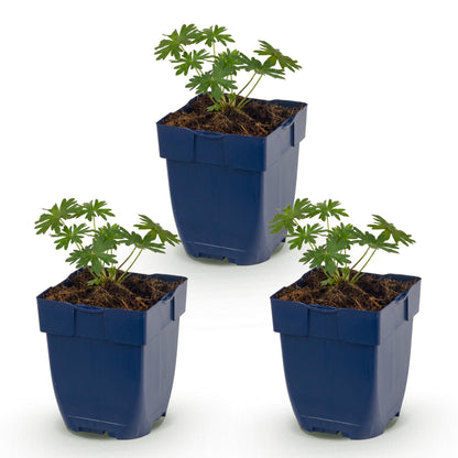 Géranium sanguin 'Album' - lot de 3 plants en pot de 11 cm