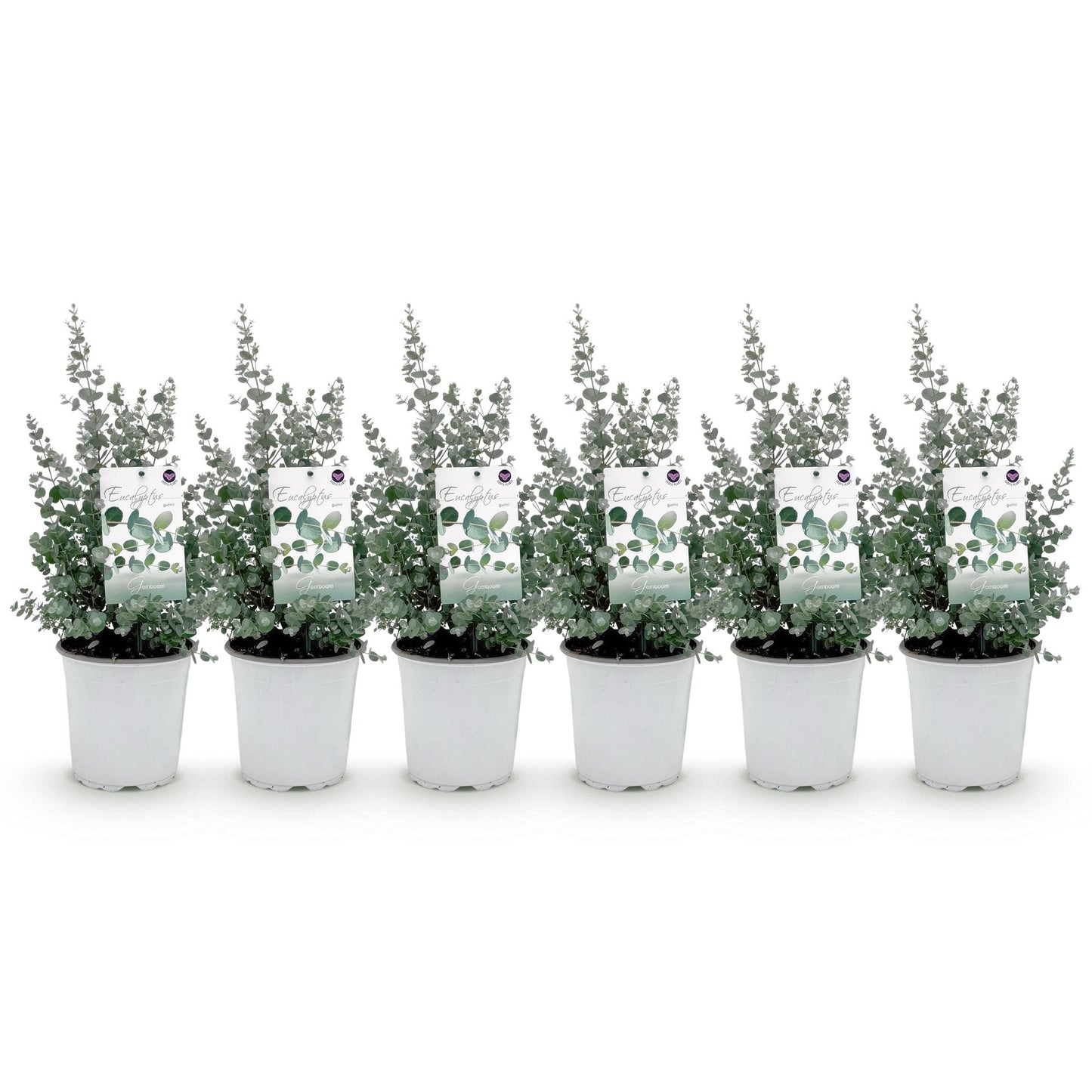Eucalyptus gunni : Lot de six jeunes plants d'eucalyptus en pot blanc, avec leurs étiquettes, sur fond blanc uni.