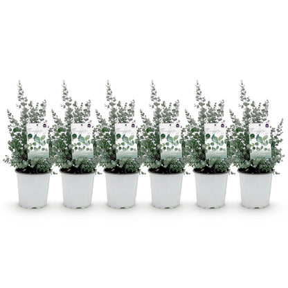 Eucalyptus gunni : Lot de six jeunes plants d'eucalyptus en pot blanc, avec leurs étiquettes, sur fond blanc uni.