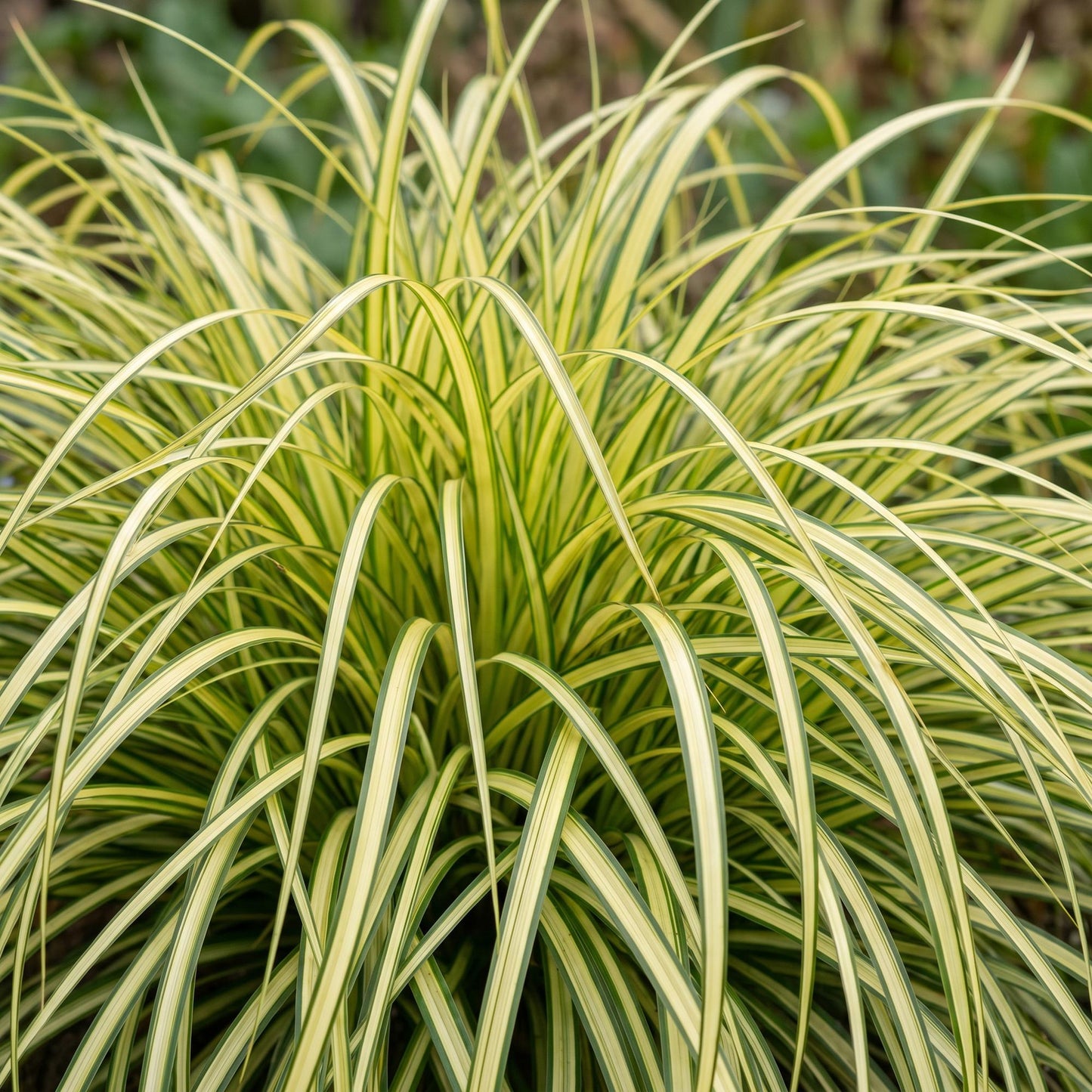 Carex oshimensis Evergold. Gros plan sur les feuilles persistantes, fines et arquées de la graminée, aux rayures vert foncé et jaune-vert.