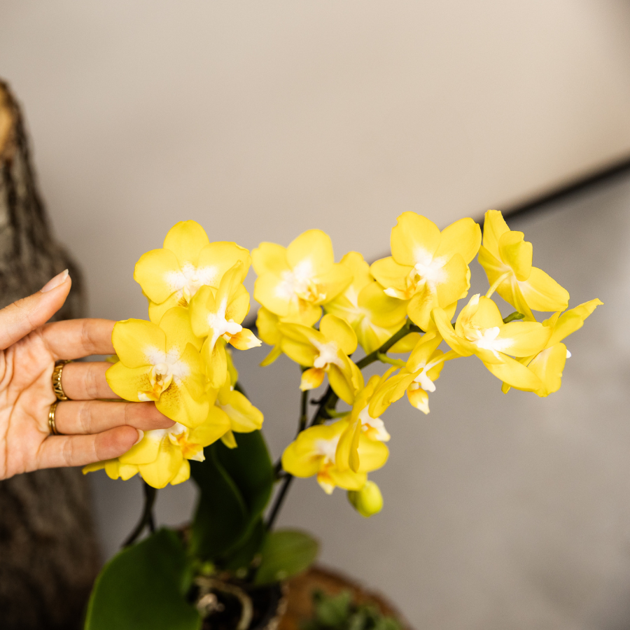 Orchidée Phalaenopsis jaune en pot