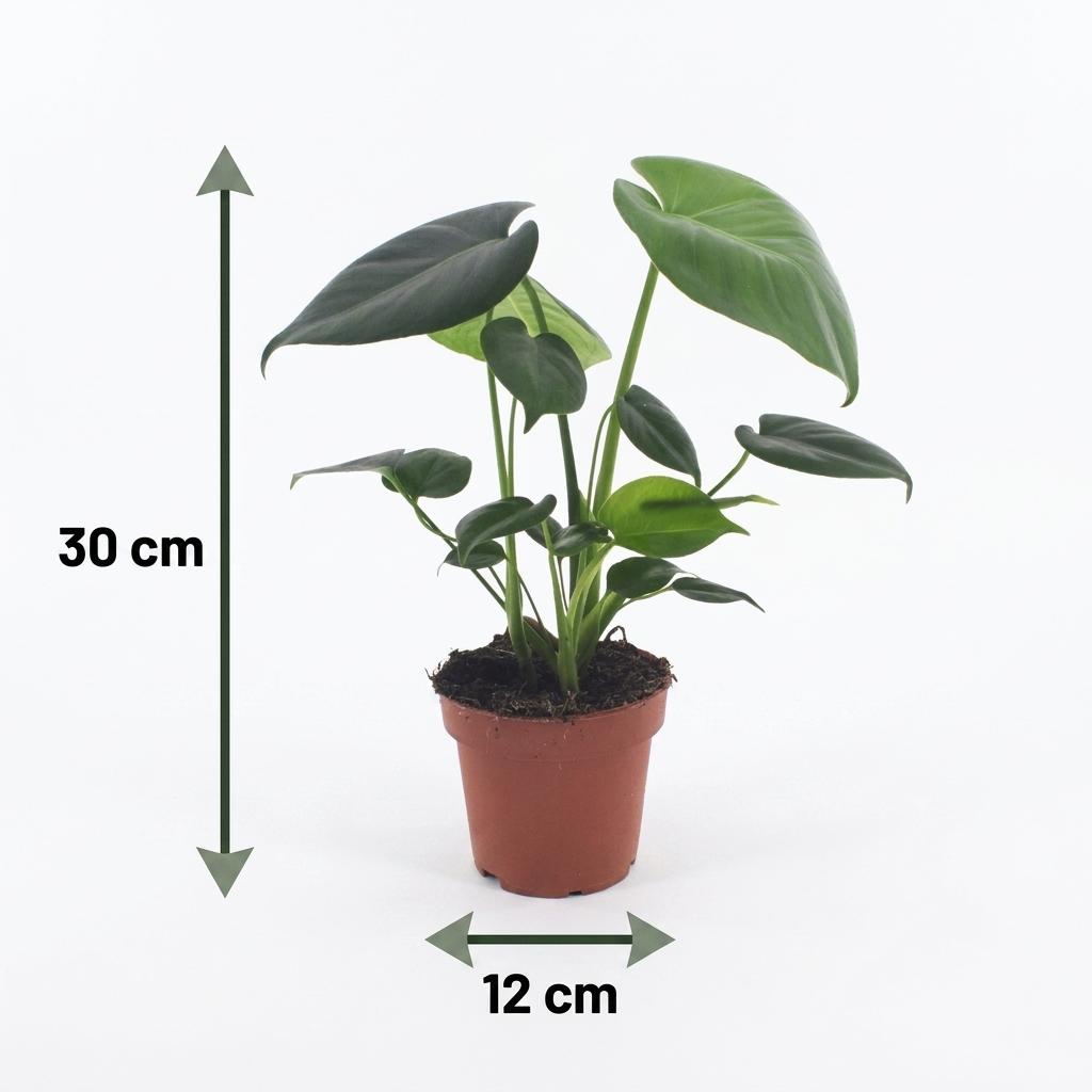 Un Monstera Deliciosa au feuillage large et fenêtré caractéristique, présenté dans un cache-pot blanc