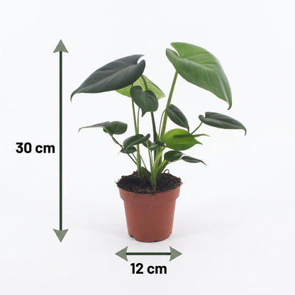 Un Monstera Deliciosa au feuillage large et fenêtré caractéristique, présenté dans un cache-pot blanc