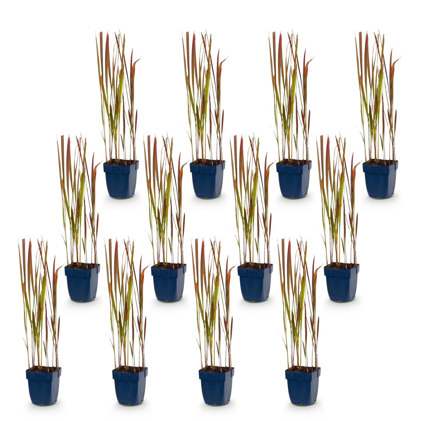 Imperata cylindrica Red Baron : douze plants d'herbe de sang japonaise en pots bleus, sur un fond blanc uni, prêts à être plantés.