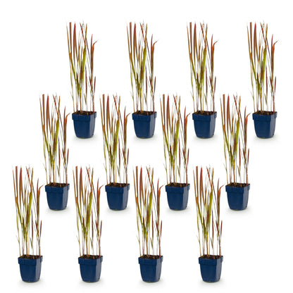 Imperata cylindrica Red Baron : douze plants d'herbe de sang japonaise en pots bleus, sur un fond blanc uni, prêts à être plantés.