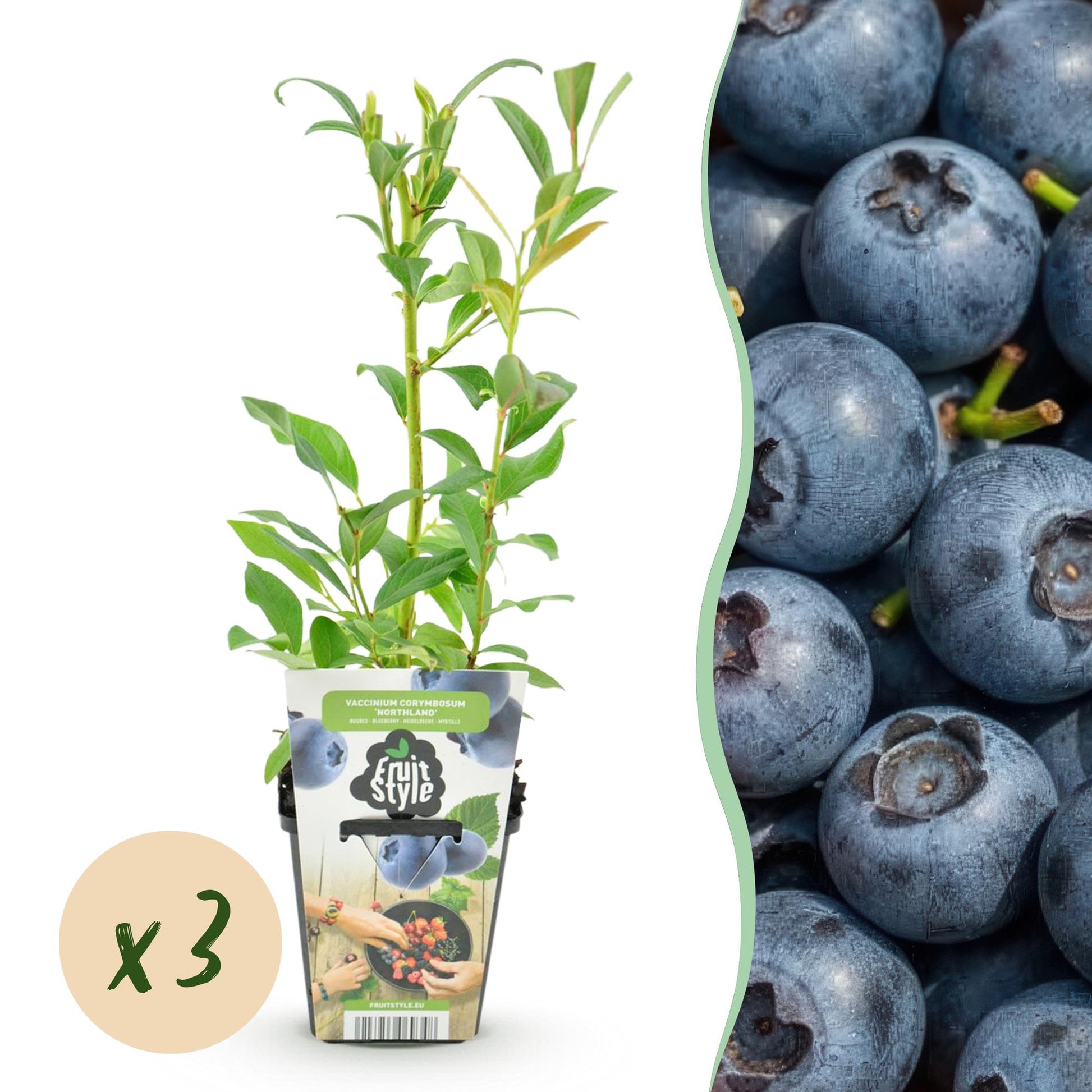 Mûre bleue Vaccinium corymbossum Northland : jeune plant en pot accompagné d'une image de fruits bleus. Bulle « x3 » indiquant un lot de 3 p