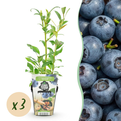 Mûre bleue Vaccinium corymbossum Northland : jeune plant en pot accompagné d'une image de fruits bleus. Bulle « x3 » indiquant un lot de 3 p