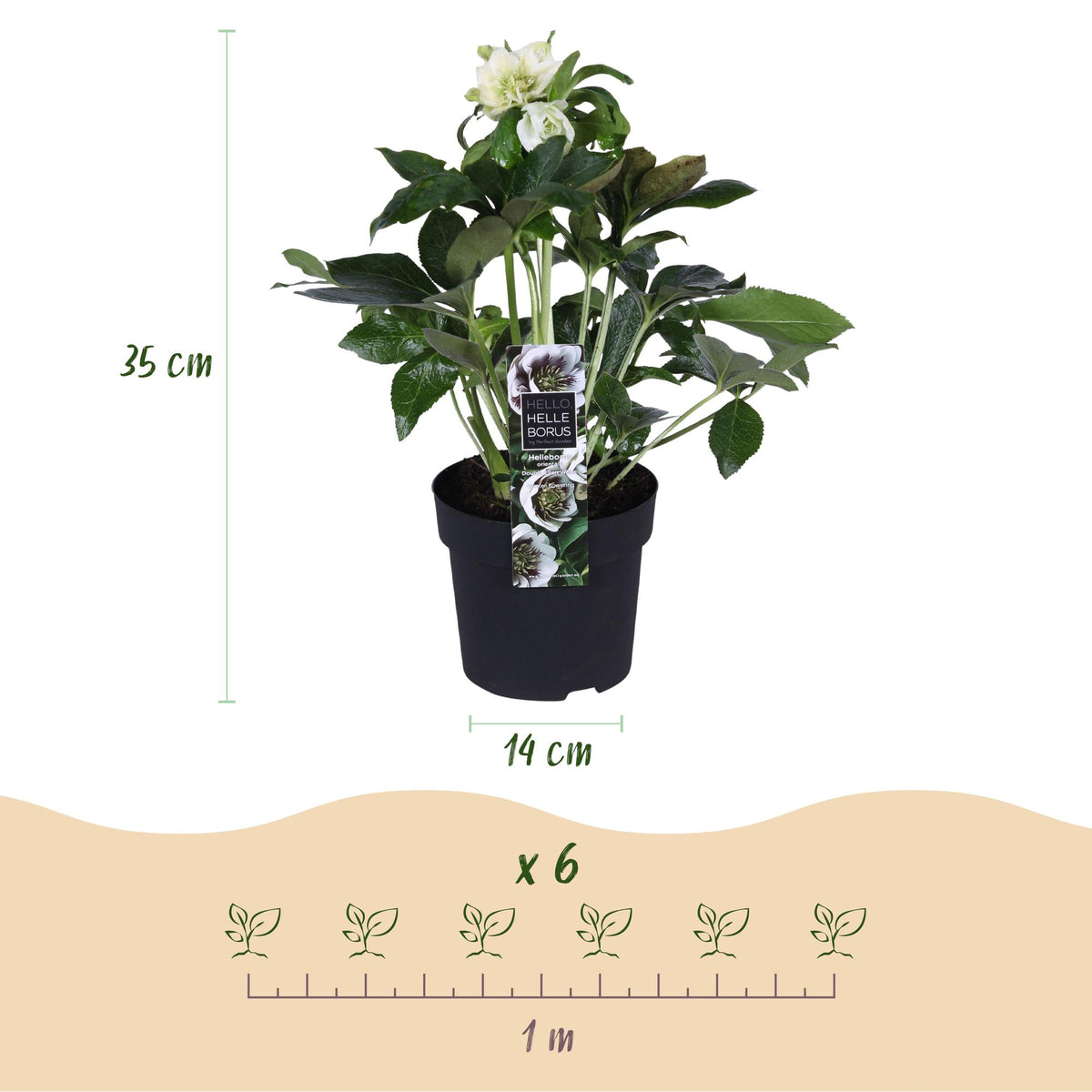 Dimensions Rose de Carême 'Double Ellen White' en pot de 14 cm