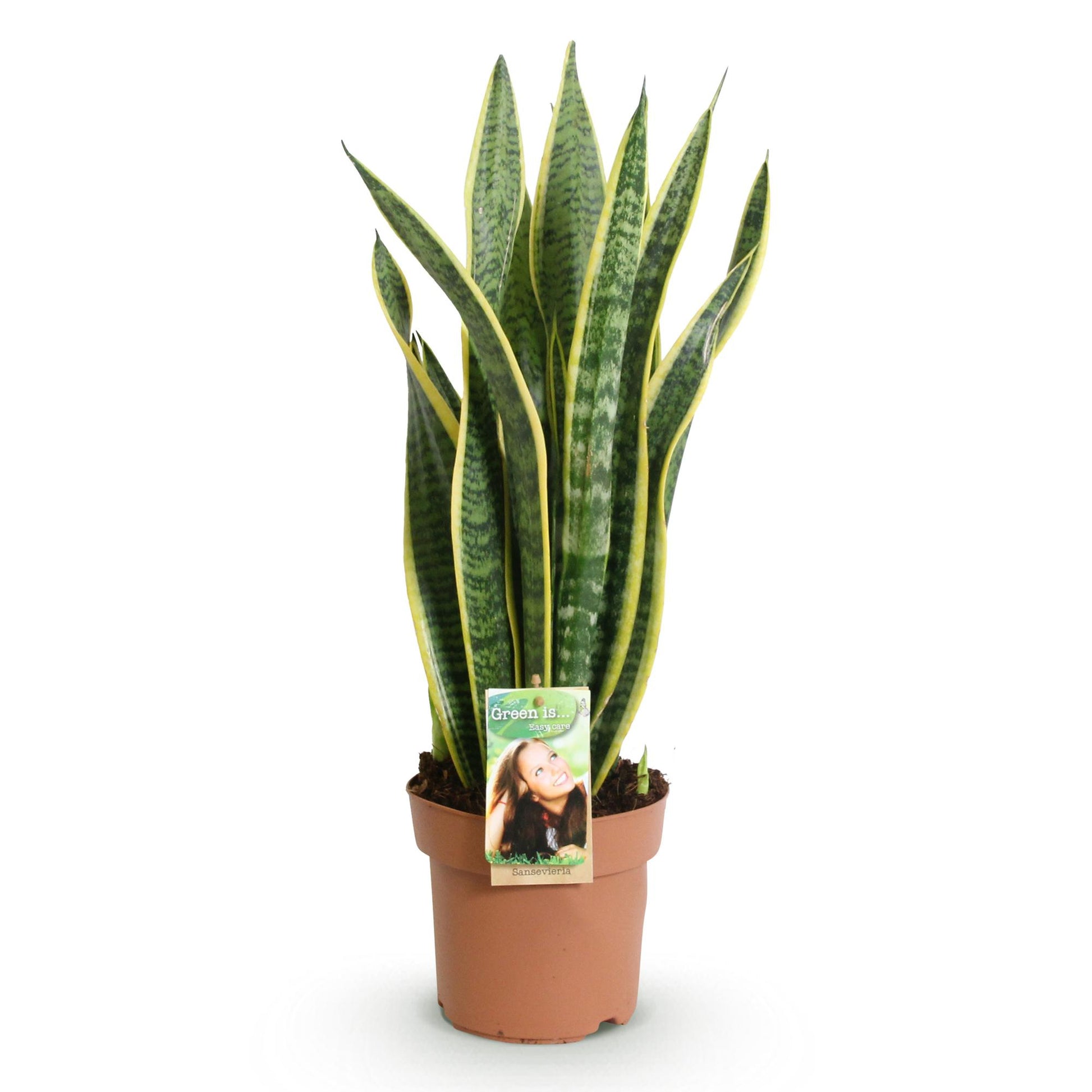 Plantes d'intérieur -Sansevieria Laurentii - Langue de belle-mère - Peu d'entretien - Vert - jaune - 1 Plante - Pot 17cm - Hauteur 60-70cm