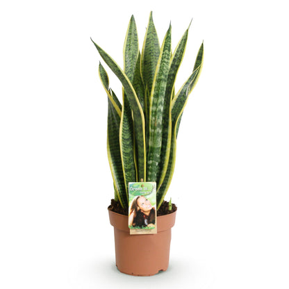 Plantes d'intérieur -Sansevieria Laurentii - Langue de belle-mère - Peu d'entretien - Vert - jaune - 1 Plante - Pot 17cm - Hauteur 60-70cm