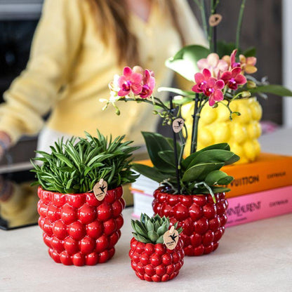 Orchidée Phalaenopsis rouge en pot