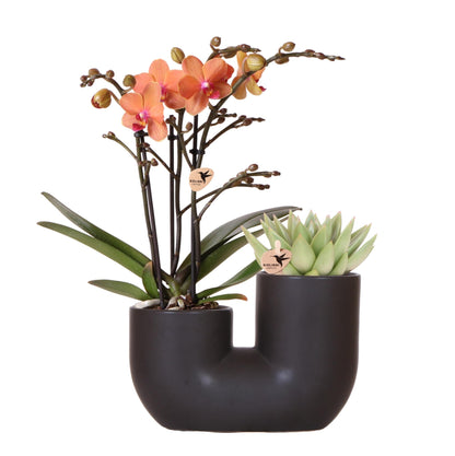 Orchidée Phalaenopsis orange en pot