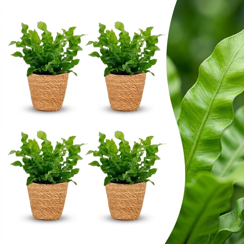 Quatre fougères Asplenium Crispy Wave aux feuilles vertes ondulées dans des cache-pots Panier tressés
