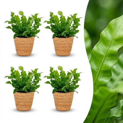 Quatre fougères Asplenium Crispy Wave aux feuilles vertes ondulées dans des cache-pots Panier tressés